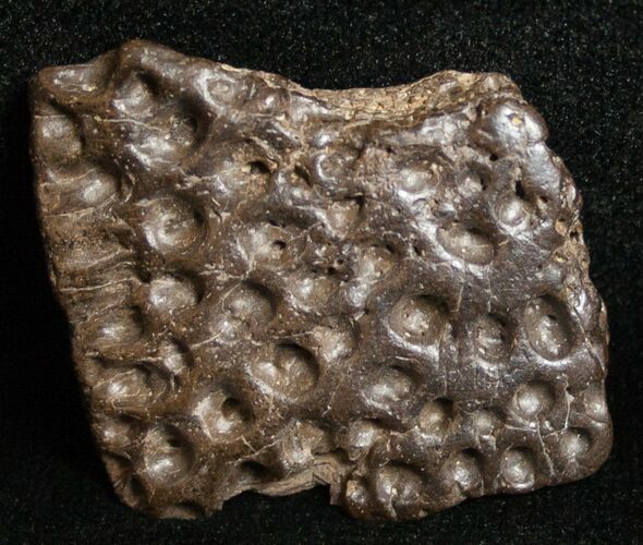 Leidyosuchus Dermal Scute - Cretaceous Crocodilian #8678